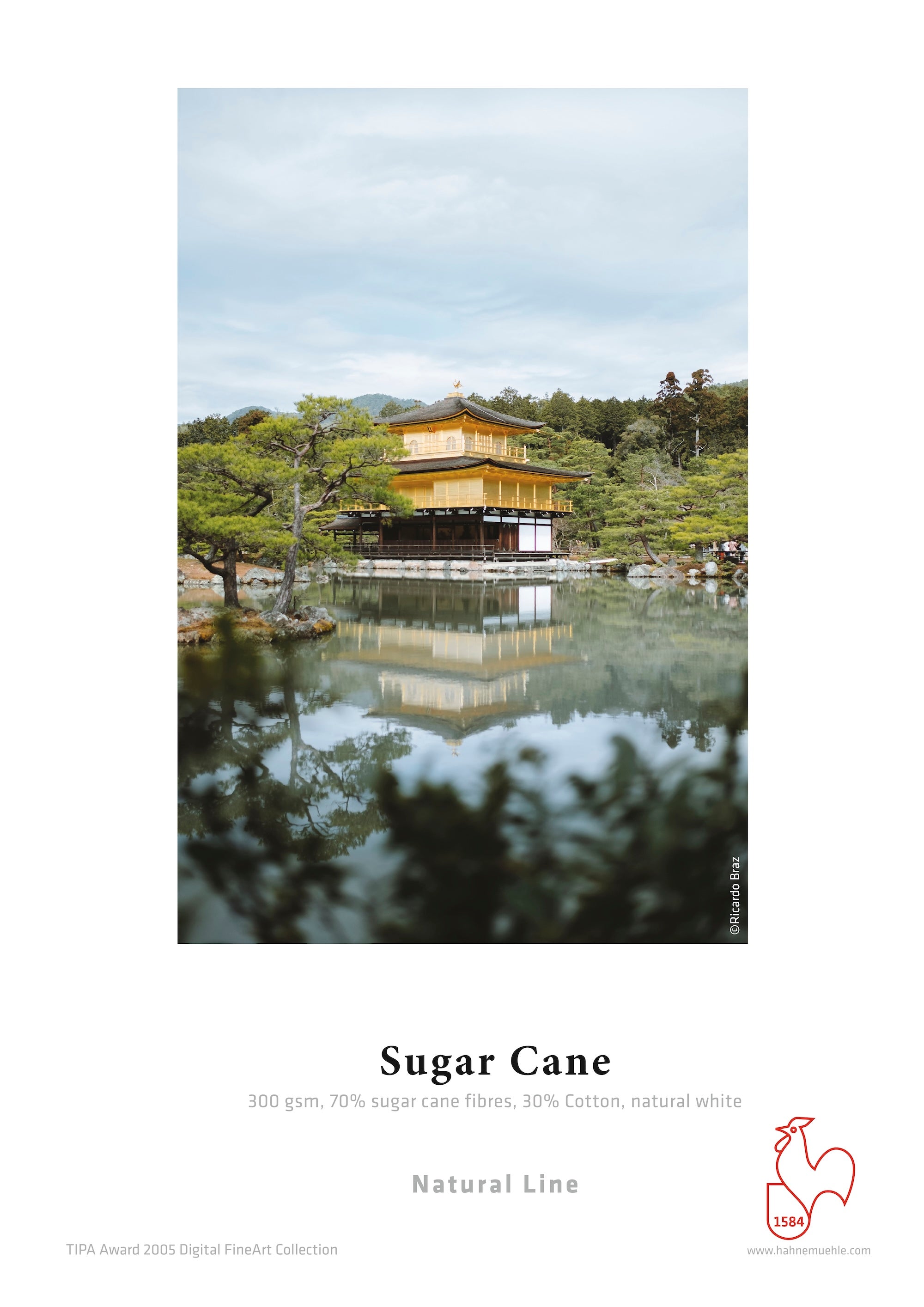 Sugar Cane